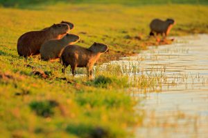 Capivaras Pantanal