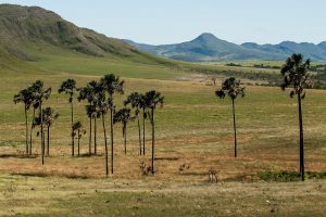 Chapada dos Veadeiros