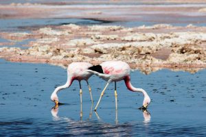 Flamingos no Deserto do Atacama