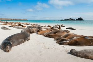 Vida marinha em Galápagos, Equador