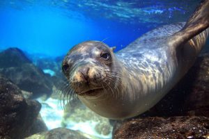 Vida marinha em Galápagos, Equador