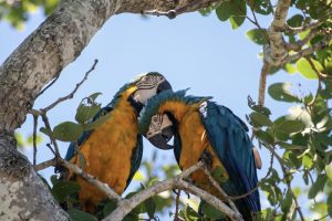 Hotel-Barra-Mansa-Pantanal-4-galeria80