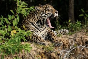 Hotel-Barra-Mansa-Pantanal-5-galeria80