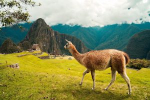 Lhama em Machu Picchu, Peru