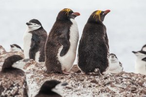 Pinguins na Antártica