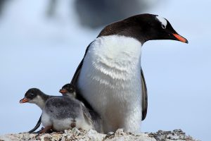 Pinguins Antártica