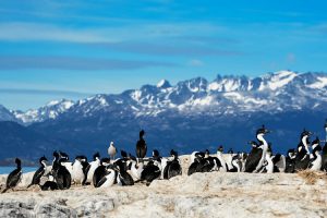 M/V Ushuaia: Cruzeiro na Antártica