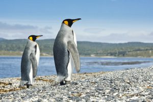 Pinguins em Ushuaia, Argentina