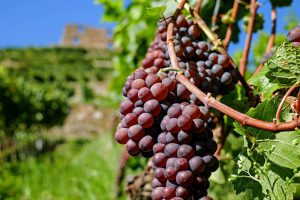 Uvas em Urubici