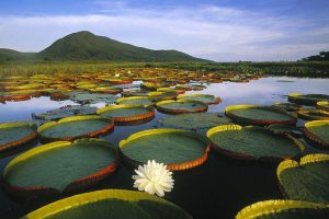 Vitoria Regia Pantanal