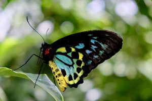 Borboleta em Cairns, Austrália