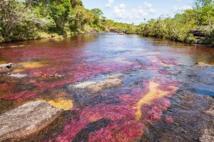 Macarena,National,Natural,Park,,Cano,Cristales,-,Wide,View,Of
