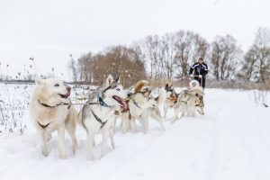 Carruagem Husky na Lapônia