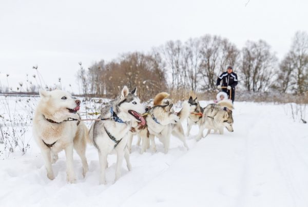 O que fazer na Lapônia: passeio com huskies é uma das atividades