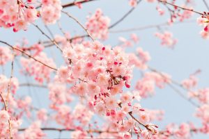 Festival das Cerejeiras no Japão