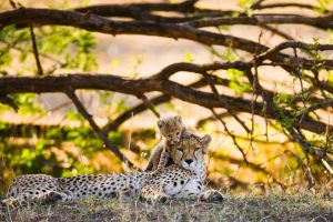 Chita e filhote na Savana Massai Mara, Quênia