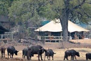Deteema-Springs-Camp-Zimbabue-galeria80