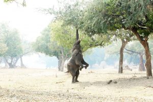Elefante em pé no Zimbábue
