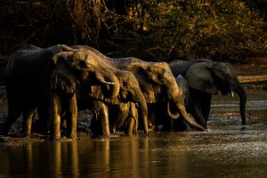 Elefantes no Zimbábue