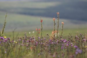 Flores na Serra da Canastra