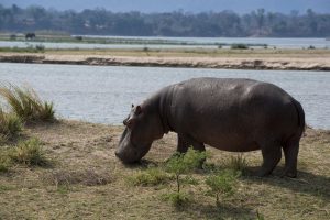 Hipopótamo no Zimbábue