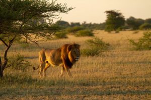 Safári na África do Sul