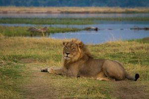 Leão em Mana Pools, Zimbábue