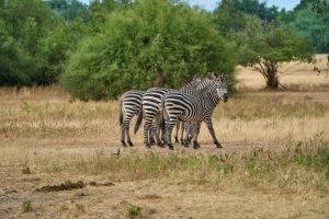 Lower-Zambezi-Zambia-galeria80