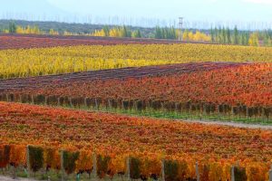 Mendoza Casa de Uco, Argentina