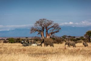 Nimali-Tanzania6-galeria80