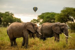Parque-Nacional-Tarangire-Tanzania-galeria80