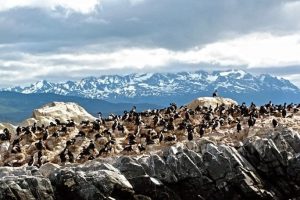 Pinguins na Antártica