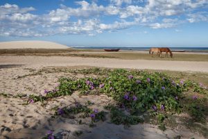 Praia de Jericoacoara