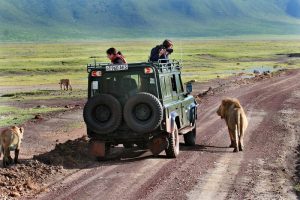 Safari no Parque Ngorongoro, Tanzânia