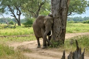 South-Luangwa-Zambia-galeria80