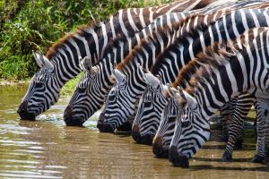 Zebras em Maasai Mara, Quênia