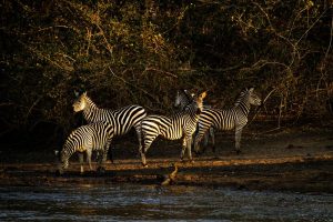 Zebras no Zimbábue