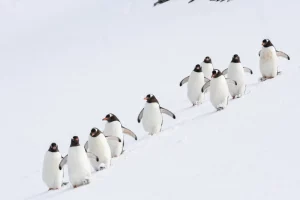 Antártica Express – Cruzeiro Aéreo Expresso