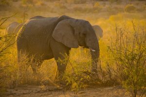 Elefante-Namibia-galeria