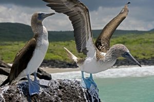 Vida animal em Galápagos, Equador