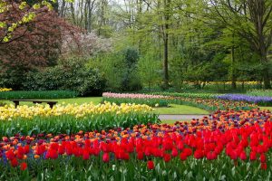 Campo de tulipas na Holanda