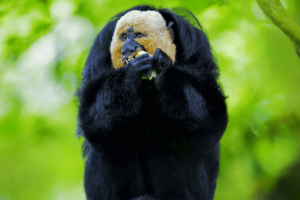 Macaco Saki, Amazônia