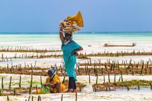 zanzibar e tanzania galeria