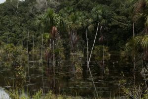 Presidente Figueiredo, Amazonas