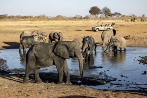 Verneys-Camp-Zimbabue-galeria80 Verneys-Camp-Zimbabue-galeria80