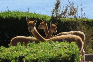 lago titicaca