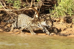 Cruzeiro-Pantanal-Norte Galeria