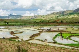 madagascar galeria