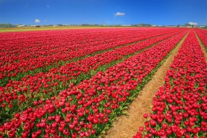 Campo-de-Tulipas-Holanda-galeria