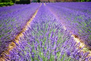 Campo de lavanda, Provence, França